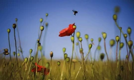 Những bức ảnh thiên nhiên hoang dã ấn tượng nhất tuần