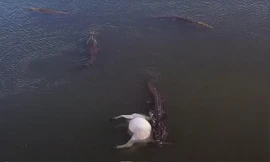 Đàn cá sấu chia nhau bữa trưa thịnh soạn, ngư dân liều mình cứu bò sa lầy trên sông