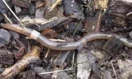 Giun điên đang là mối hiểm họa đe dọa những cánh rừng ở Đông Bắc Mỹ, khiến các nhà khoa học "đau đầu".