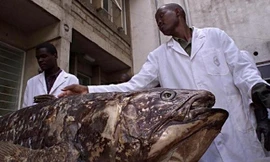 Loài cá "hóa thạch sống" có kích thước to lớn tương đương con người.