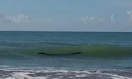 Nhìn xa tưởng khúc gỗ trôi bồng bềnh giữa làn nước, nhưng thực ra lại là một con cá sấu khổng lồ.