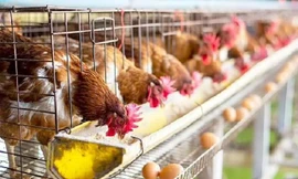 Chế tạo lòng trắng trứng từ nấm, tương lai không cần nuôi gà mái đẻ?