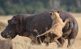 Sư tử tấn công hà mã. Ảnh minh họa: roaring.