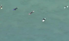 Đàn cá mập 5 con cách những người lướt sóng chỉ vài mét.