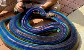 Rắn khổng lồ có màu da lấp lánh như cầu vồng gây "bão" cộng đồng mạng.
