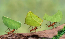 Thiên nhiên kỳ thú: Vương quốc dưới lòng đất của loài kiến cắt lá