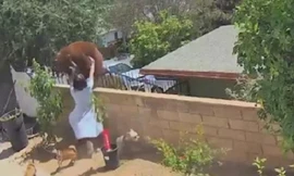 Rùng mình cảnh thiếu nữ 17 tuổi đánh nhau với gấu để bảo vệ đàn chó nhà