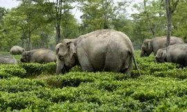 Ảnh ấn tượng nhất trong tuần: Phát hiện loài sứa mới, voi ‘xâm nhập’ vườn trà
