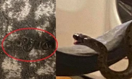 Ổ rắn 18 con gồm 1 rắn mẹ và 17 rắn con lúc nhúc trong gầm giường của vợ chồng cô Trish Wilcher.