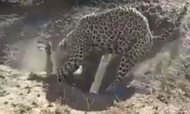 Báo hoa mai săn lợn bướu.