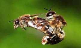 Bí mật thú vị về 'bãi yêu' ong mật đực đợi ong chúa đến giao phối