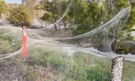 Video cơn ác mộng tồi tệ ở Australia: Nhện giăng tơ 'xâm chiếm' loạt thị trấn 