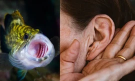 Tai ngoài của con người có thể xuất phát từ mang cá cổ đại.