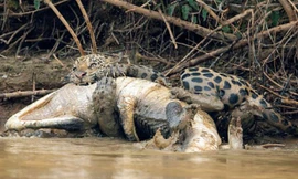 Báo đốm giết cá sấu.