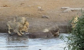 3 con sử tử quây lại, định bụng biến tê giác mang thai sa lầy thành bữa ăn thịnh soạn.