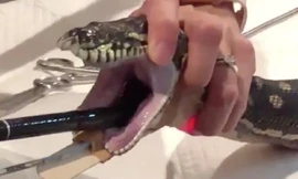 Các bác sĩ chuẩn bị kéo chiếc khăn tắm khỏi bụng trăn