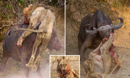 Trâu rừng tấn công khiến sư tử bị chấn thương nặng.