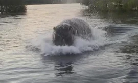 Con hà mã hung dữ, điên cuồng đuổi theo chiếc tàu cao tốc.