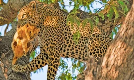 Báo hoa mai bắt sư tử con.