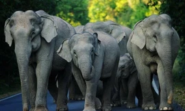 Đàn voi hoang dã gây "ác mộng" cho người dân địa phương Vân Nam những nơi chúng đi qua.