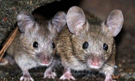 Chuột có hành vi sơ cứu đồng loại.