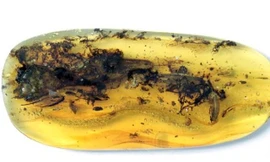 Miếng hổ phách tuyệt đẹp nhốt thằn lằn mà các nhà khoa học ban đầu nhầm là khủng long siêu nhỏ.