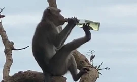 Khỉ nghiện rượu.