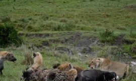 Bầy linh cẩu gây áp lực khiến sư tử phải bỏ mồi.