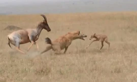 Vừa chào đời, linh dương con đã nhận cái kết thảm khốc khi chạm trán linh cẩu tinh ranh