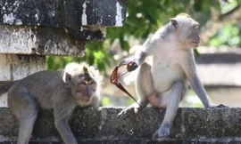 Khỉ đuôi dài trộm kính.