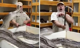 Clip: Sợ bị lấy mất trứng, trăn khổng lồ lao lên đớp, chủ vườn thú may mắn né kịp