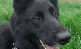 Chú chó cảnh sát anh hùng tên là Jet, 6 tuổi.