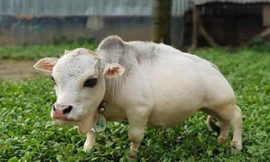 Chú bò Rani tí hon nổi tiếng ở Banglades.