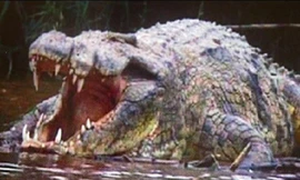 Mọi nỗ lực vây bắt con cá sấu khổng lồ Gustave đến nay đều thất bại. Ảnh minh họa.