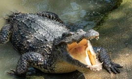 Một loài cá sấu tiền sử khổng lồ dài tới 7m từng thống trị các dòng sông ở Australia 