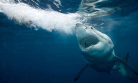 Uống bia rồi xuống biển 'giải buồn', người đàn ông bị cá mập xé nát tay chân, chết thảm