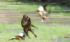 Ngỗng trời bố mẹ cố gắng ngăn cản khỉ đầu chó giết con.