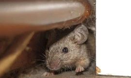 Hàng triệu con chuột đang khiến người dân Anh khốn khổ.