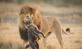 Sư tử giết linh cẩu.