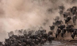 Linh dương đầu bò chen chúc vượt sông.