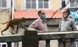 Khỉ trộm cướp đang là vấn đề khiến giới chức New Delhi đau đầu