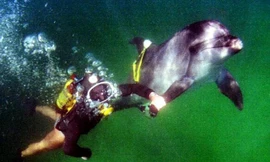 Vì sao cá heo được Nga triển khai bảo vệ căn cứ quan trọng giữa cuộc chiến với Ukraine?