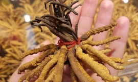 Nấm sâu bướm hay còn được biết đến với cái tên quen thuộc hơn là đông trùng hạ thảo.