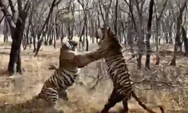 Hai chú hổ ác chiến dữ dội.