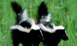 Top 10 loài động vật ‘khủng bố khứu giác’ đáng sợ nhất thế giới