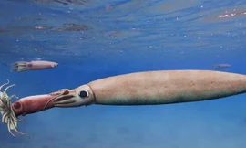 Hình ảnh minh họa cho thấy một con mực ma cà rồng lớn hơn tóm gọn đồng loại nhỏ hơn trong 8 xúc tu của nó. 