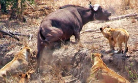 Bầy sư tử cố gắng bắt trâu rừng