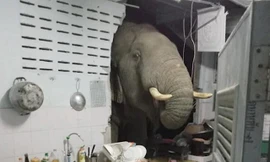 Con voi đói húc thủng tường bếp, chui vào lục tìm thức ăn của một gia đình ở Thái Lan.