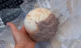 Quả trứng khủng long tiền sử mới bị Hải quan Italy tịch thu.