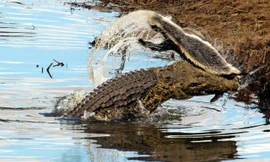 Cá sấu cố gắng xé xác lửng mật.
